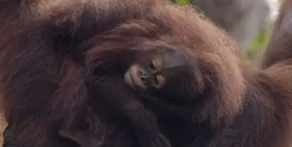 how to volunteer with orangutans