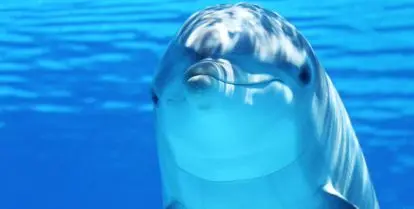 happy dolphin having a good day