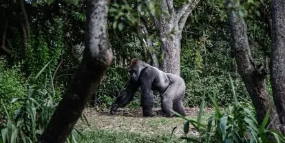 volunteer with primates