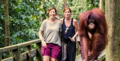 Two people walking near an orangutan on a jungle boardwalk in Borneo.