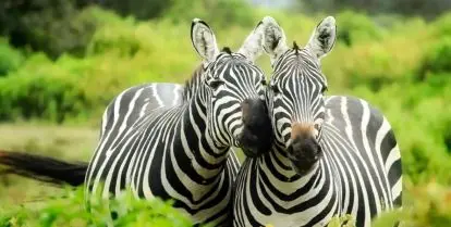 where to study zoology abroad