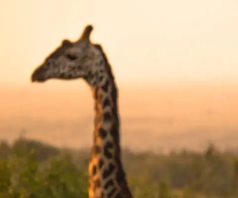 where are the best safaris in africa