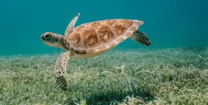 where to study conservation abroad