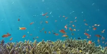 colorful fish among colorful coral under water