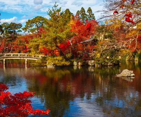 Peep some flame-colored leaves on an afternoon stroll in Japan