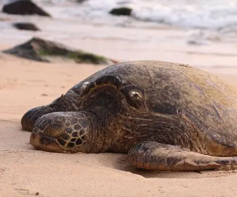 sea turtle on a white sand beach