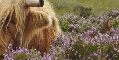 brown cow on green grass with light purple flowers in scotland