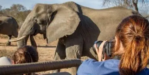 Volunteers watching elephants