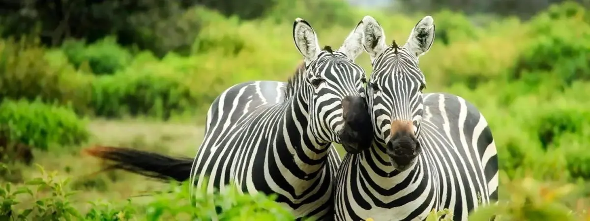 wildlife volunteering in south africa