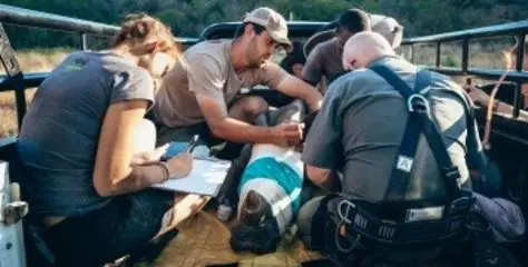 veterinary experience in South Africa