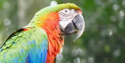 where can i volunteer to help wildlife