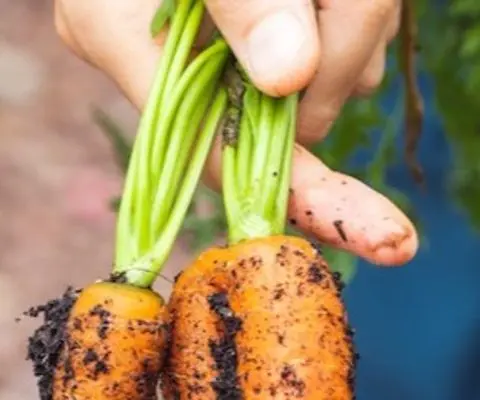 person holding carrots with dirt on them