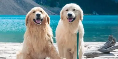 places to volunteer with dogs