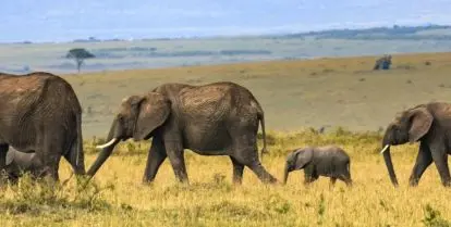 volunteering in africa tips