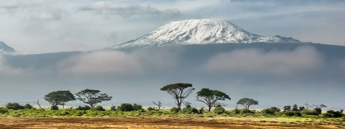 green trees in front of mountain covered by snow