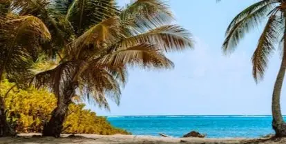 palm trees on sandy beach near water