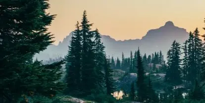 how to help plant trees