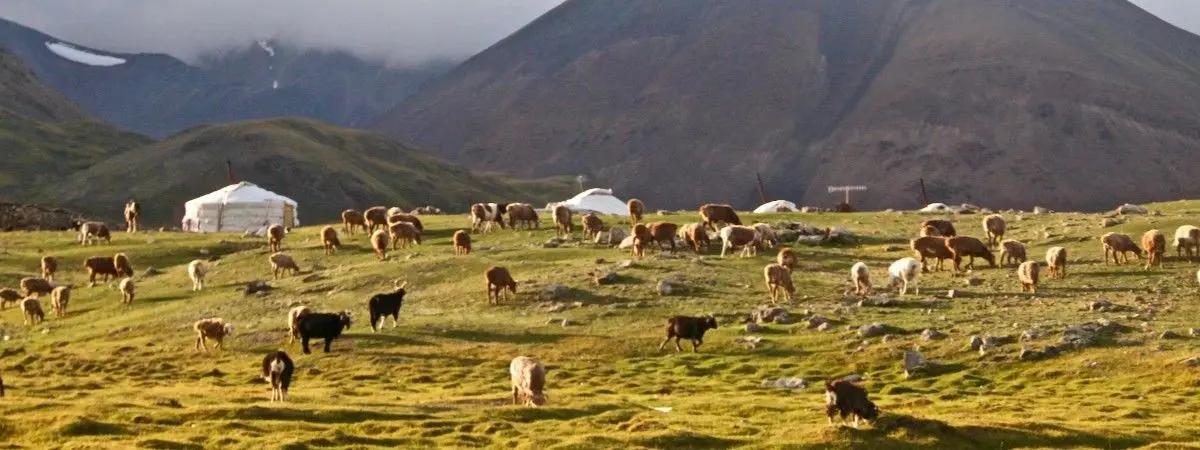 animals and tents on green grass in front of mountains